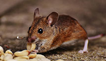Find Exterminators in Hidalgo County